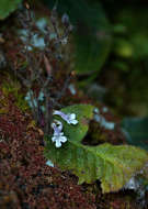 Слика од Streptocarpus hirticapsa B. L. Burtt