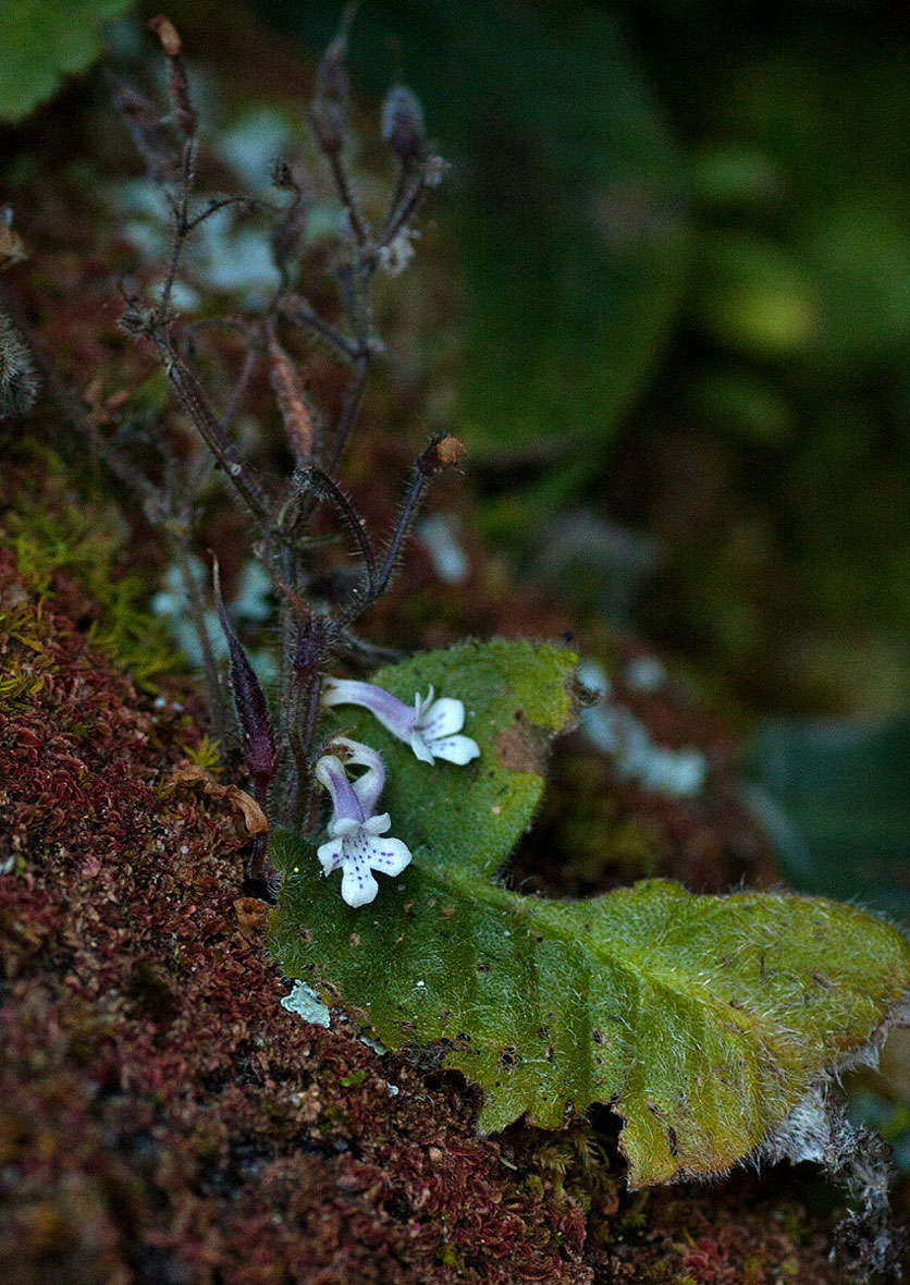 Слика од Streptocarpus hirticapsa B. L. Burtt