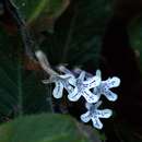 Image of Streptocarpus hirticapsa B. L. Burtt