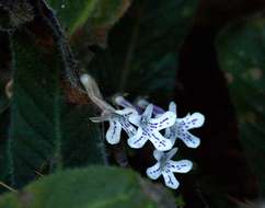 Слика од Streptocarpus hirticapsa B. L. Burtt