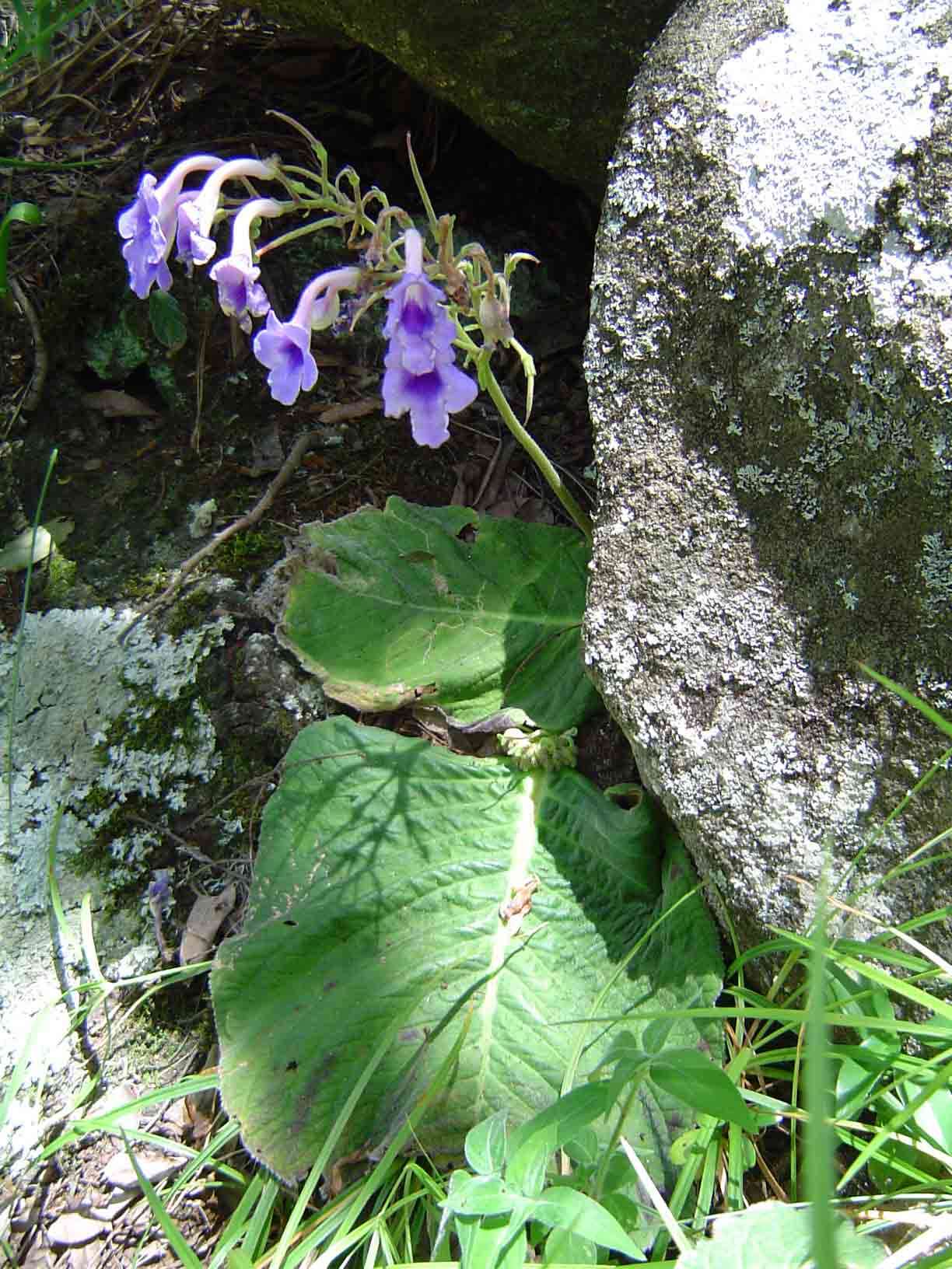 Image of Streptocarpus michelmorei B. L. Burtt