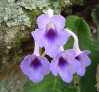 Image de Streptocarpus michelmorei B. L. Burtt