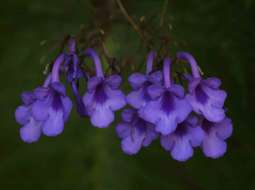 Image of Streptocarpus michelmorei B. L. Burtt