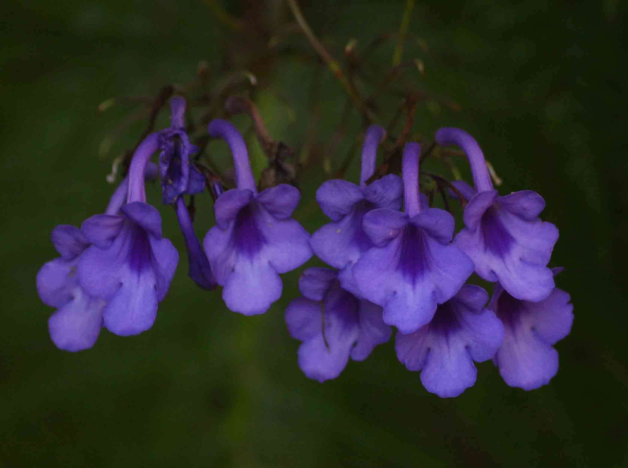 Image de Streptocarpus michelmorei B. L. Burtt