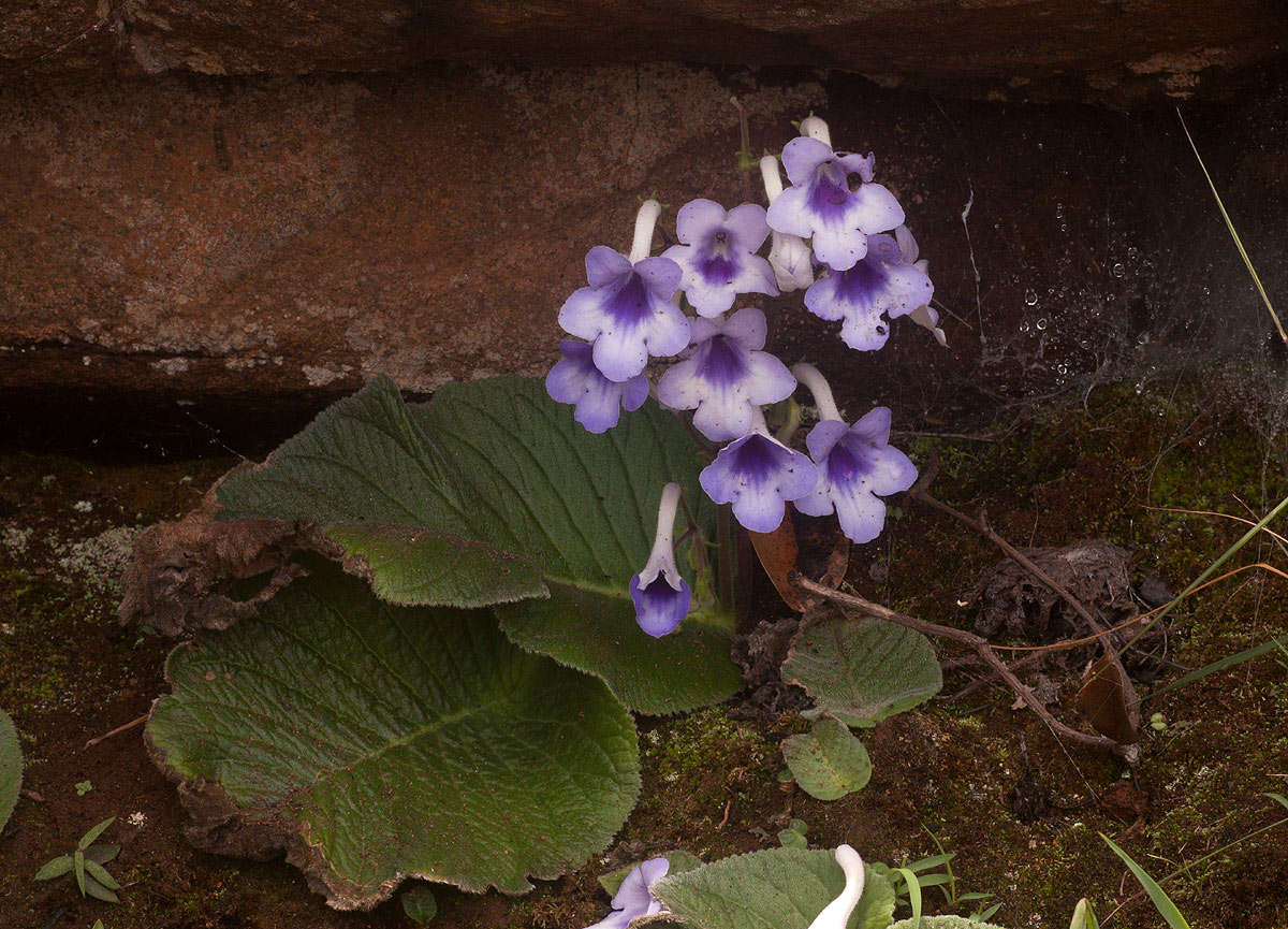 Image of Streptocarpus michelmorei B. L. Burtt