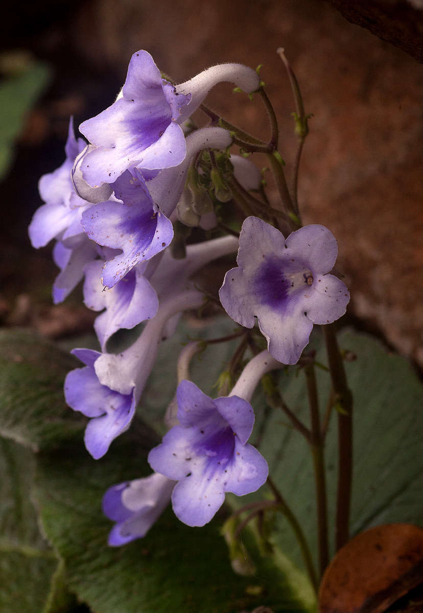 Image of Streptocarpus michelmorei B. L. Burtt