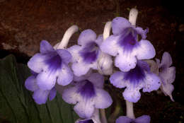 Image de Streptocarpus michelmorei B. L. Burtt