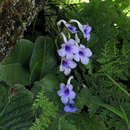 Image de Streptocarpus michelmorei B. L. Burtt