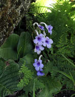 Image de Streptocarpus michelmorei B. L. Burtt