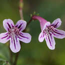 Слика од Streptocarpus pumilus B. L. Burtt