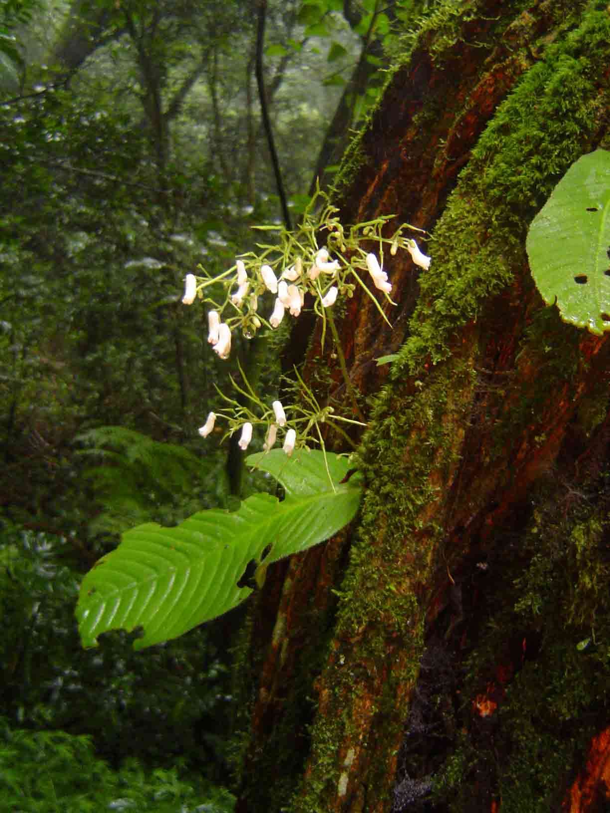 Image de Streptocarpus umtaliensis B. L. Burtt