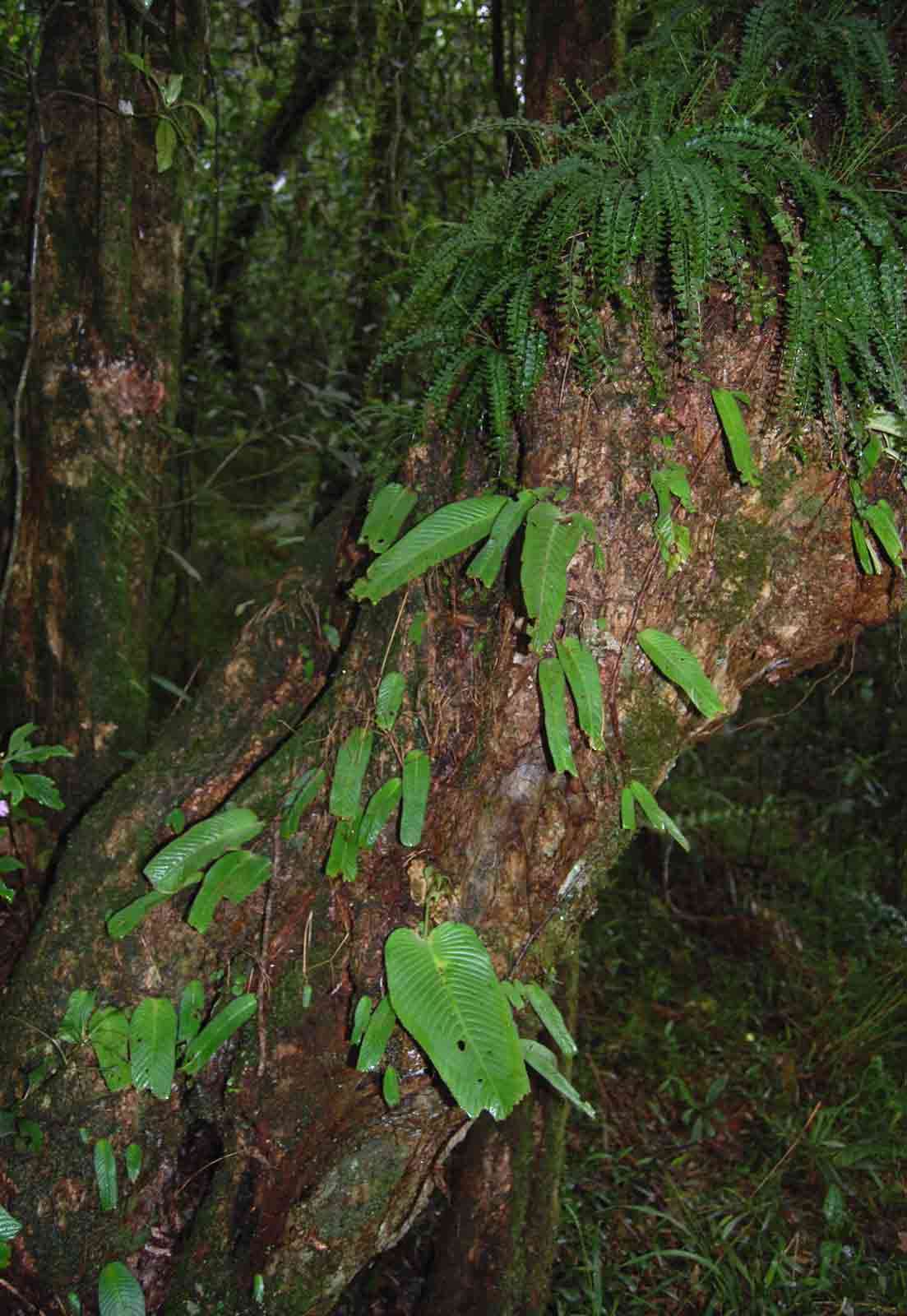 Image de Streptocarpus umtaliensis B. L. Burtt