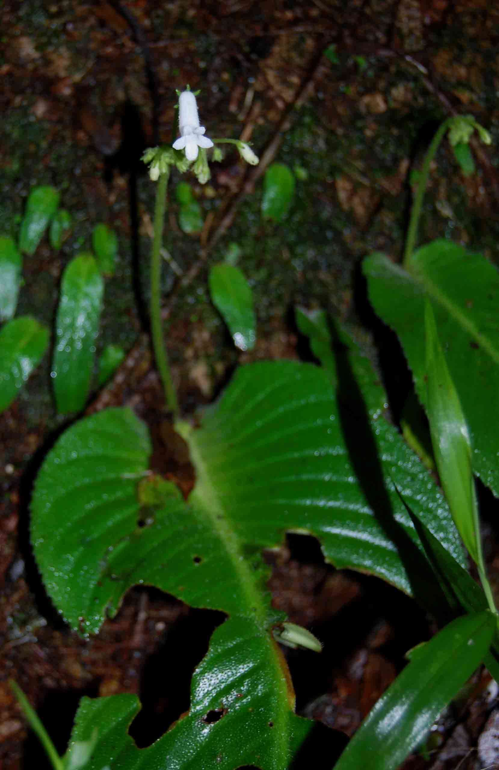 Image de Streptocarpus umtaliensis B. L. Burtt