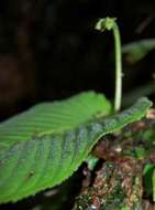 Image de Streptocarpus umtaliensis B. L. Burtt