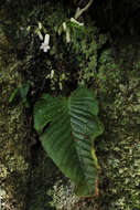 Image de Streptocarpus umtaliensis B. L. Burtt