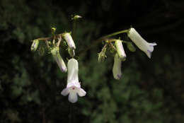 Image de Streptocarpus umtaliensis B. L. Burtt