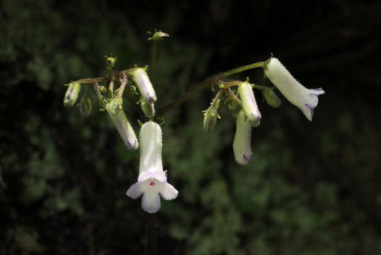 Imagem de Streptocarpus umtaliensis B. L. Burtt