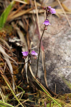 Image of Corkscrew plants