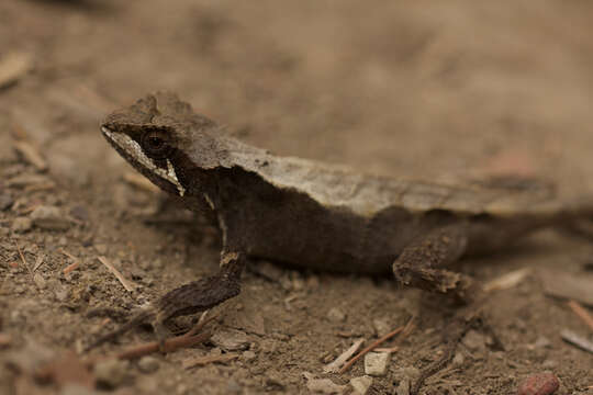 Image of Ota's mountain lizard