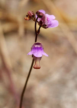 Image of Corkscrew plants