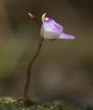 Image of Utricularia arenaria A. DC.