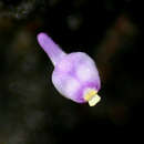Image de Utricularia arenaria A. DC.