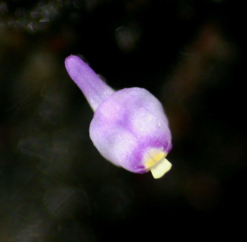 Image of Utricularia arenaria A. DC.