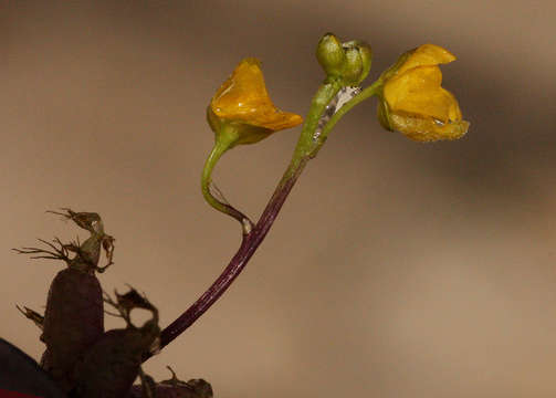 Image of Utricularia stellaris L. fil.