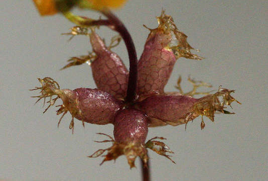 Image of Utricularia stellaris L. fil.