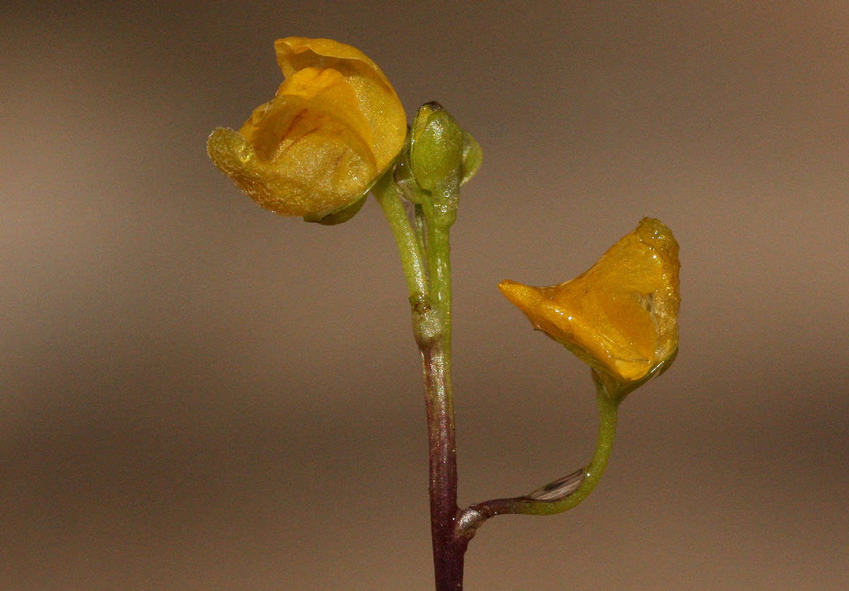 Image de Utricularia stellaris L. fil.