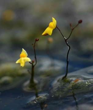 Image of Zigzag bladderwort