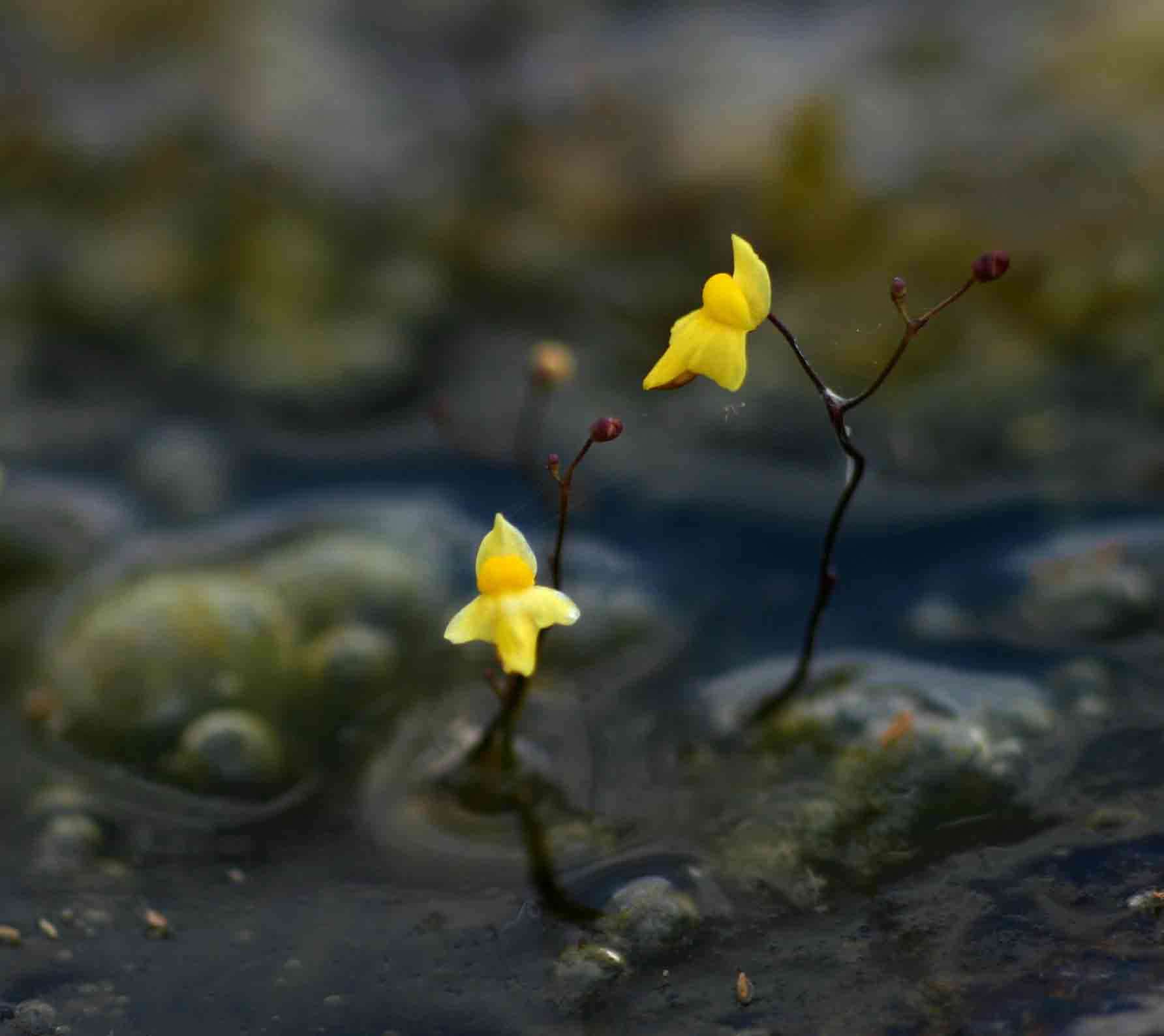 Image of Zigzag bladderwort