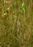 Image of bladderwort family