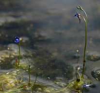 Image of bladderwort family