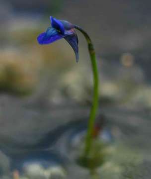 Image of bladderwort family