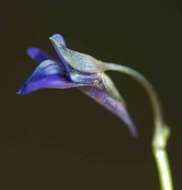 Image of bladderwort family