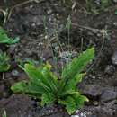 Elytraria acaulis (L. fil.) Lindau resmi