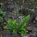 Image of Elytraria acaulis (L. fil.) Lindau