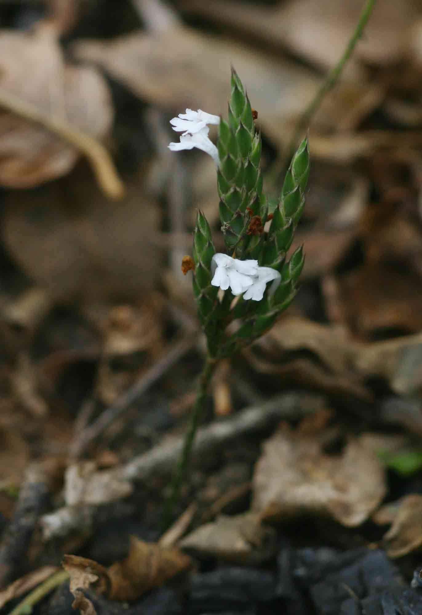 Elytraria resmi