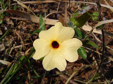 Image of thunbergia