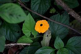 Image of thunbergia