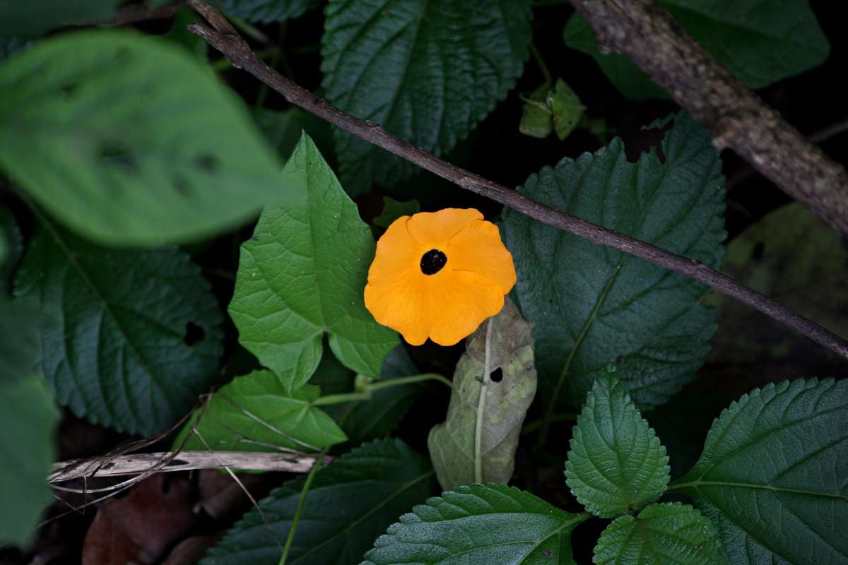 Image of thunbergia