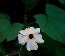 Image of thunbergia