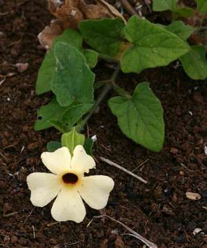 Image of thunbergia