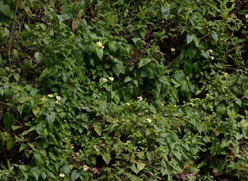 Image de Thunbergia