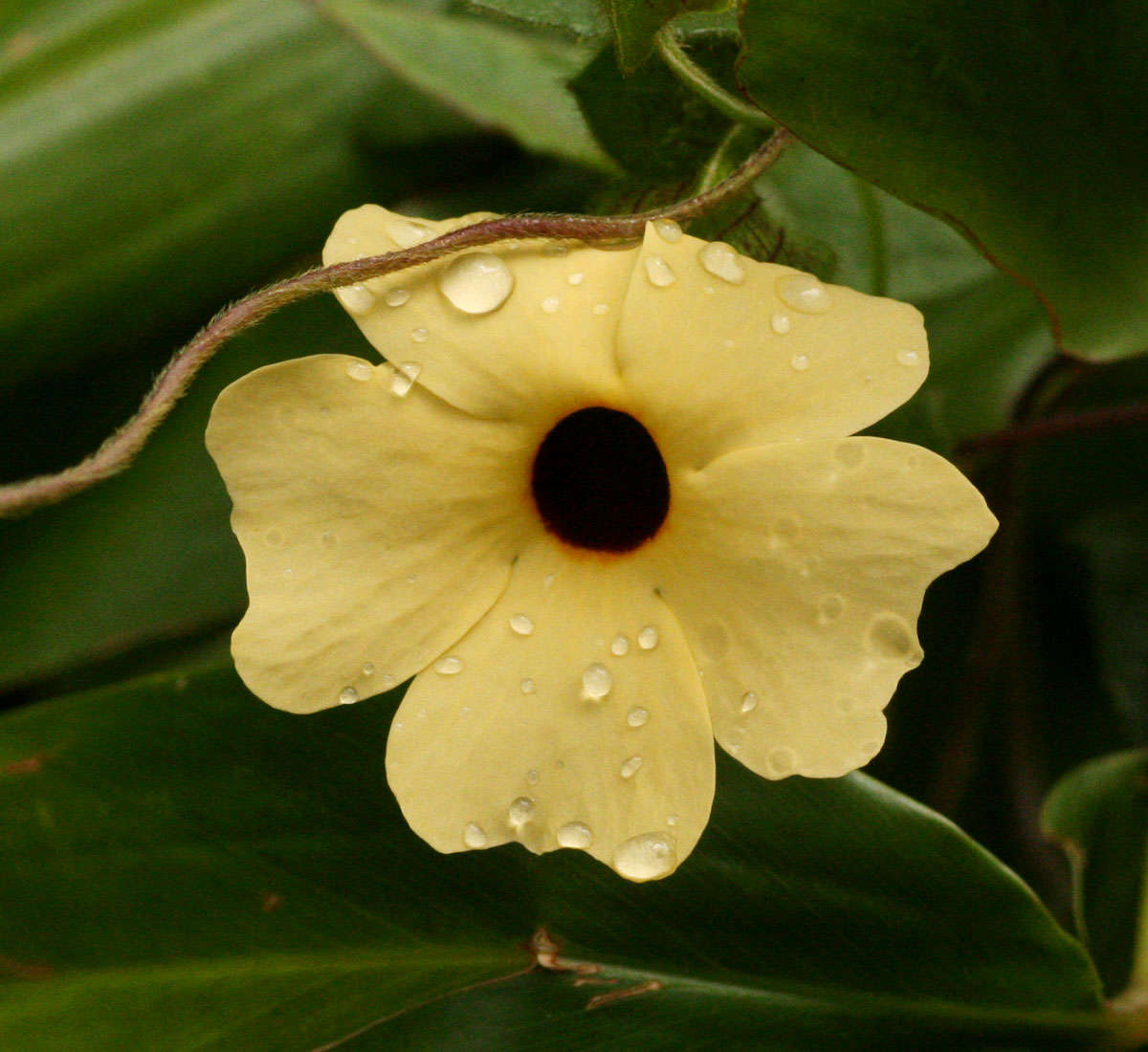 Image of thunbergia