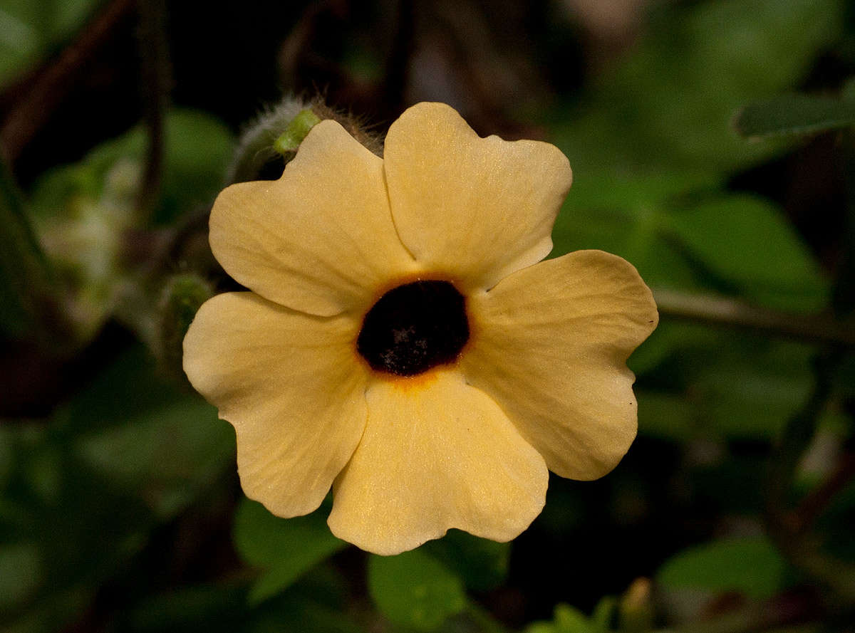 Image of thunbergia