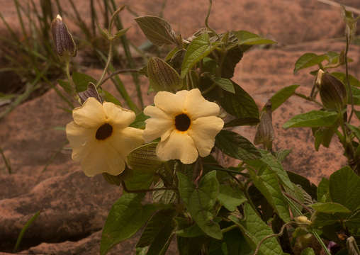 Image of thunbergia