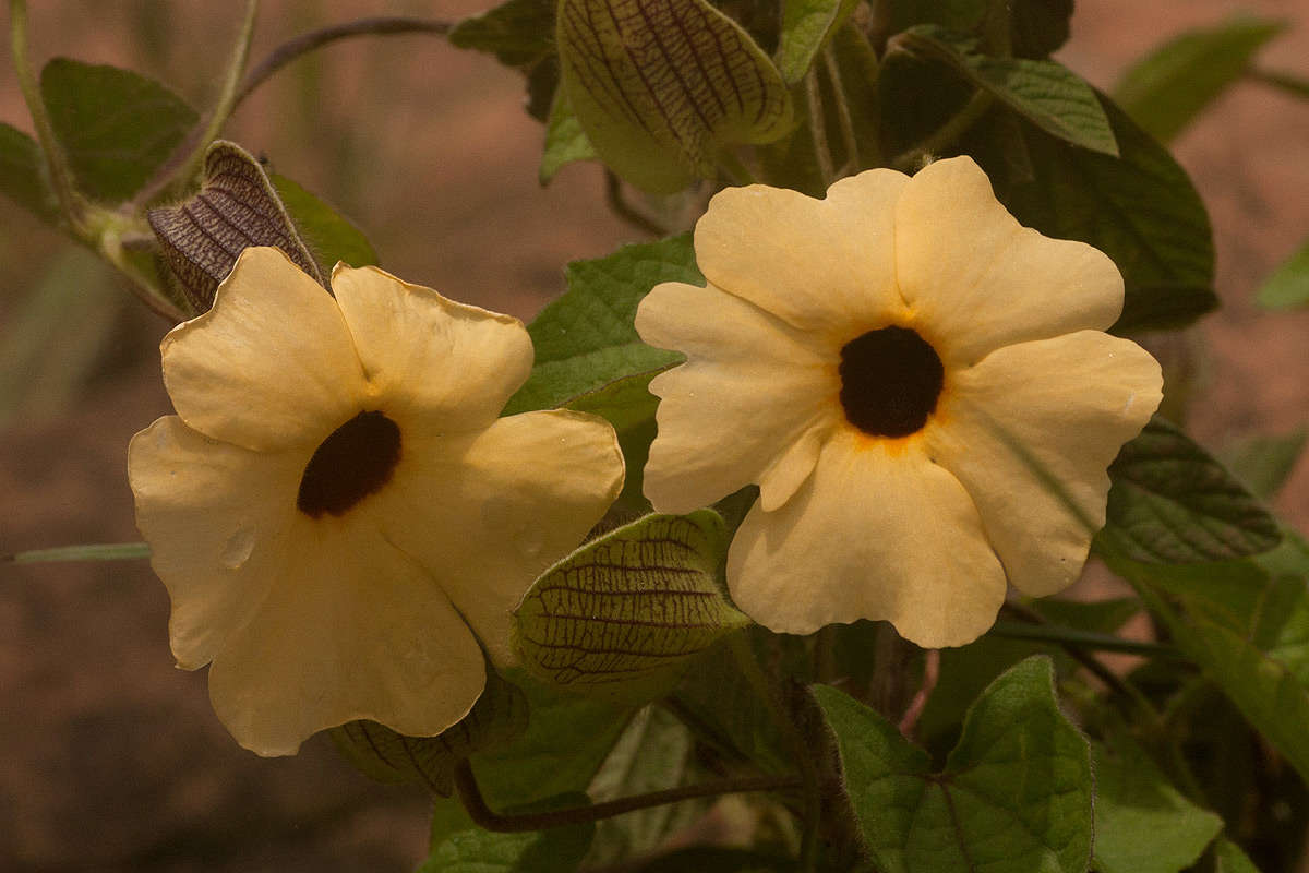 Image of thunbergia