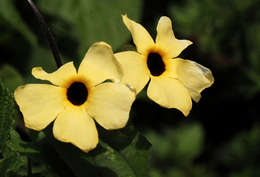 Image of thunbergia